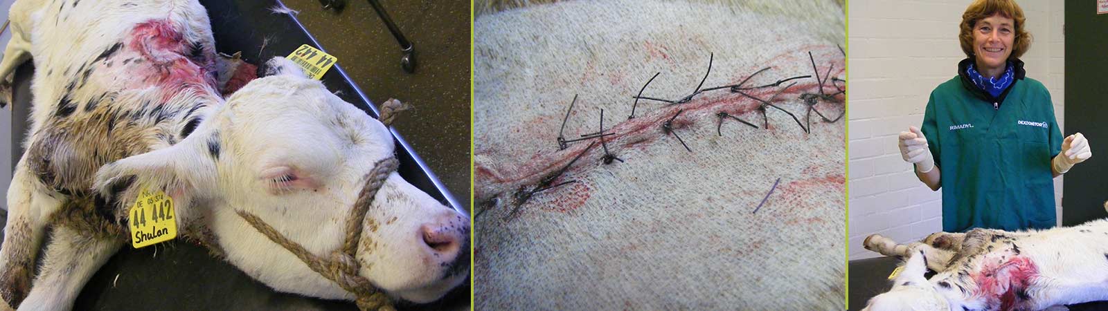 Operation Tiere (Kalb)