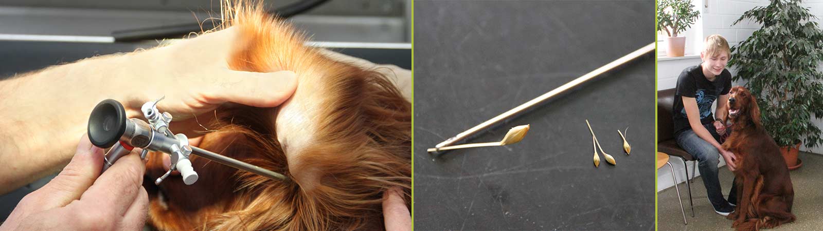 Tierarzt, Behandlung Hunde