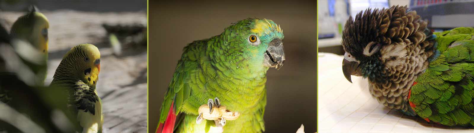 Tierarztpraxis Ziervögel (Papageien)