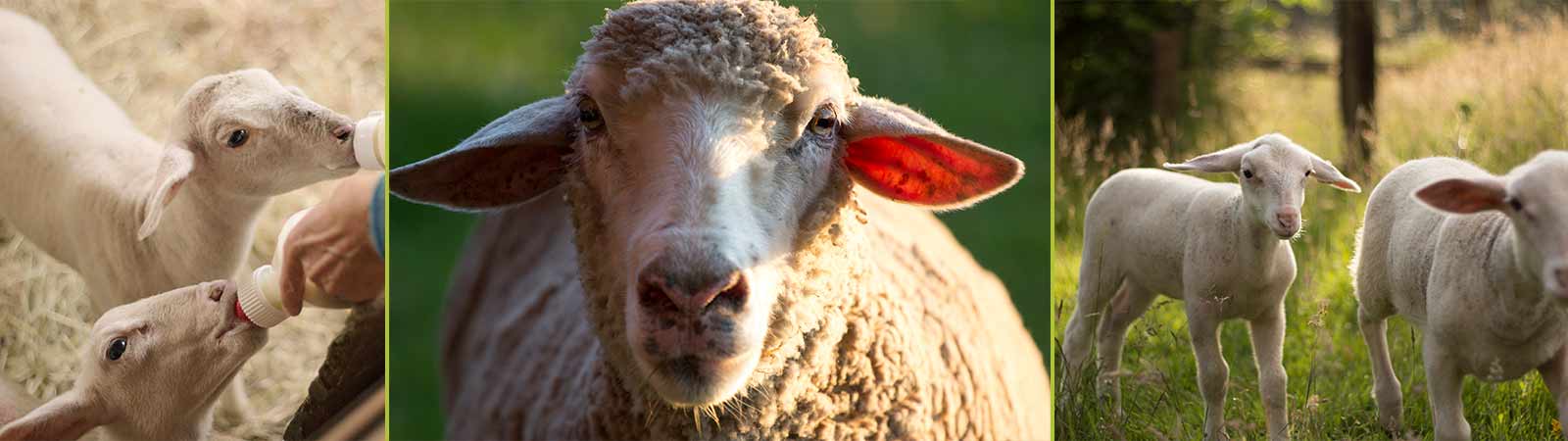 Tierarzt Behandlung Schafe