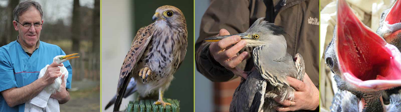 Tierärztliche Behandlung für Wildvögel
